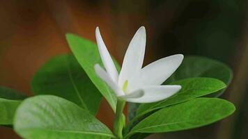 lindo branco flor em a árvore. branco flor macro foto video