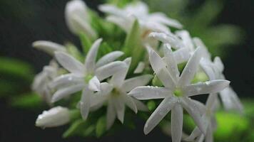 bellissimo bianca fiori lento movimento video nel il pioggia condizione