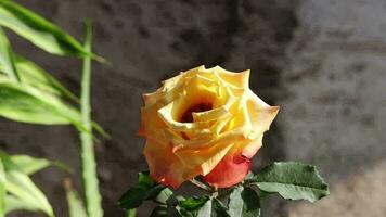 Beautiful blooming yellow rose on the tree video