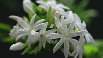 schön Weiß Blumen schleppend Bewegung Video im das Regen Bedingung