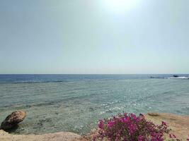 Red sea in Egypt natural background photo