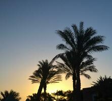 Palm trees at sunrise photo