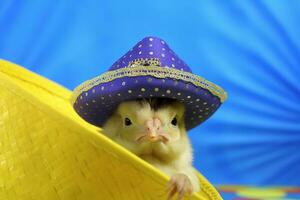 linda pequeño pollo vistiendo un sombrero en de colores antecedentes con Copiar espacio. ai generativo foto