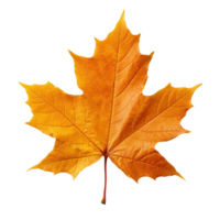 Autumn colored fall leaf isolated. png