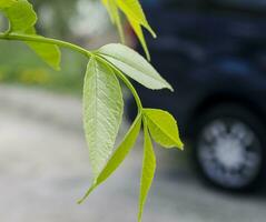 Nature and technology conceptual photo