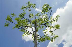 Summer tree in the sun rays photo