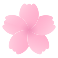 Sakura Kirsche blühen Blume Blütenblätter png