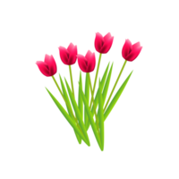 tulipano fiore decorazione png