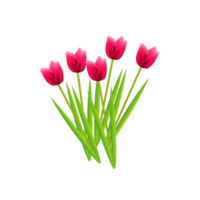 tulp bloem decoratie png