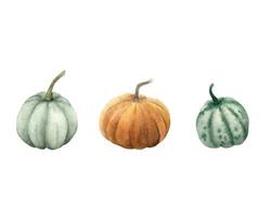 Set of 3 watercolor pumpkins. Hand drawn watercolor orange, grey and green pumpkin. vector