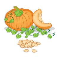 Vector illustration of orange pumpkin, pumpkin seeds, pumpkin leaf.