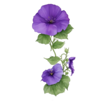 Purple or violet Morning glory flower clip art or sticker png