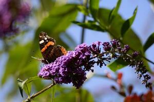 rojo almirante, vanessa atalanta, alimentación en un Buddleia foto