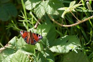 European Peacock butterfly, Inachis io, resting in the hedgerow photo