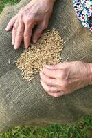 Separating Oat grains photo