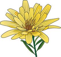 Australian everlasting yellow paper daisy flower vector illustration orange garden native flower vector image