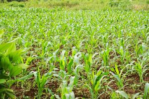 growth of corn plant seeds after a few days of sowing photo