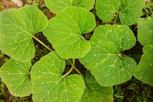 pumpkin seeds began to thrive and vines photo