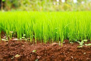 rice seedlings that have been sown in ponds before being transferred to planting in the field photo