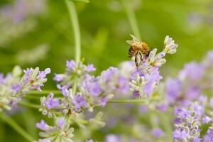 a bee on lavender flowers photo