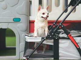 brown short hair chihuahua dog standing in pet stroller looking sideway. Colorful kids playground equipment background. photo