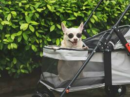 brown short hair chihuahua dog wearing sunglasses,  standing in pet stroller in the garden  with green plant background. Smiling happily. photo