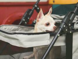 curious brown short hair chihuahua dog sitting in pet stroller, looking sideway. Colorful kids playground equipment background. photo