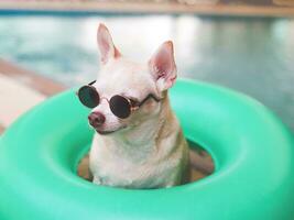 marrón corto pelo chihuahua perro vistiendo Gafas de sol sentado en verde nadando anillo o inflable por nadando piscina, mirando lateral a cámara. foto