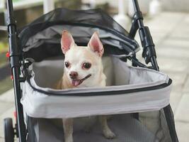 brown short hair chihuahua dog sitting in pet stroller outdoor. photo