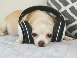 brown short hair chihuahua dog lying down in bed, listen to the music from headphones photo