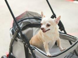 brown short hair chihuahua dog standing in pet stroller looking sideway. photo