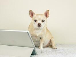 brown short hair Chihuahua dog sitting on bed and white background, looking at digital tablet screen. Animal and technology concepts. photo