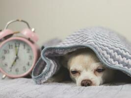 soñoliento chihuahua perro debajo gris y blanco rayas cobija junto a rosado alarma reloj 7.00 soy. foto