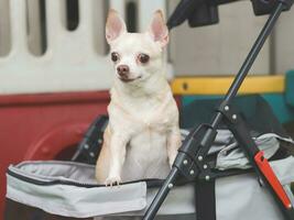 brown short hair chihuahua dog standing in pet stroller looking sideway. Colorful kids playground equipment background. photo