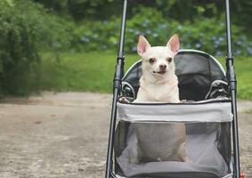 brown short hair chihuahua dog standing in pet stroller on cement floor with purple flowers and green background. Looking away curiously. photo