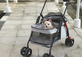 brown short hair chihuahua dog sitting in pet stroller outdoor. photo