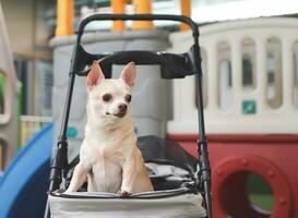 brown short hair chihuahua dog standing in pet stroller looking sideway. Colorful kids playground equipment background. photo