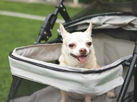 brown short hair chihuahua dog sitting in pet stroller on green grass. Smiling happily. photo