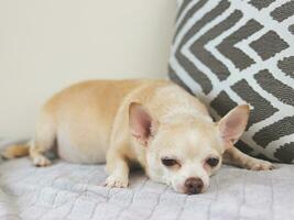 sad or sleepy brown short hair chihuahua dog lying down in bed. with grey and white pillow. photo