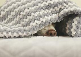 chihuahua dog's nose under gray and white stripes blanket. Chihuahua dog doesn't want to wake up in cold day . photo