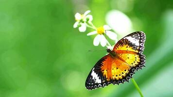 bellissimo farfalla attaccamento per un' bianca fiore su un' verde sfondo. natura video per sfondo.