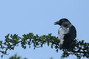 Raven on a branch photo