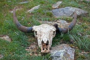 yak cráneo en el estepas de Mongolia foto