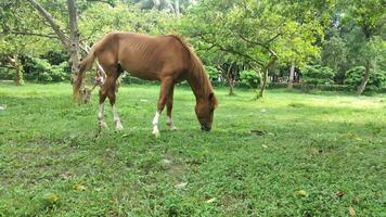 natural Horse animal background photo