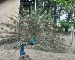 Peacock animal natural photo