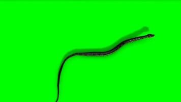 Snake crawling green screen animation, Snake chroma key video