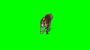 Back view of Lion Running on green screen, lion walking, tiger running and walking, lion attack, chroma key video