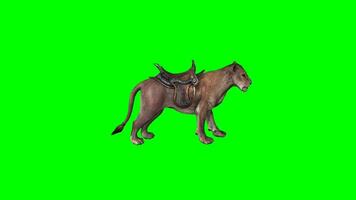 Transport Lioness running and fighting towards right on a chrome key, green screen, animal, poor lion, 3d animation, 4K hd video