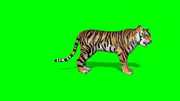 leão corrida para certo lado em verde tela, leão andando, tigre corrida e andando, leão ataque, croma chave video