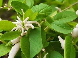 Ashwagandha plant, Withania somnifera, known commonly as ashwagandha Its roots and orange-red fruit have been used for hundreds of years for medicinal purposes Immunity booster photo